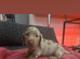 Beautiful mini dachshund