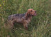 Female cocker spaniel