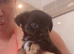 Pomchi puppies