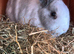 Female rabbit for rehoming.