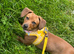 Minature Dachshund cross Staffie