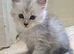 Pedigree TICA Registered Maine Coon Kittens