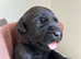 Beautiful lab puppies