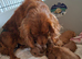 F1 cockapoo puppies