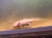 Axolotl