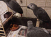 3 Silly tame hand-reared African Grey Parrots for sale