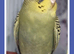 Beautifully Coloured Baby Budgies from &pound;30
