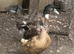 Pair of khaki chambell duck & drake