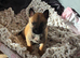 1 Belgian Malinois Female left!!