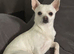 Chihuahua dog