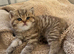 Stunning Golden Tabby British Shorthair boy