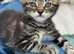 Gorgeous 9 week old Maine Coon Cross Kittens Ready Now