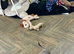 sweeny is a chocolate toy poodle boy , hes a proven stud boy