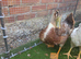 Miniature appleyard and friend