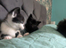 2 kittens looking for forever home