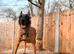 belgian malinois Puppies for sale