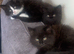British Shorthair cross kittens
