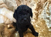 Cavapoo girls &pound;1400 only 1 for