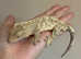 Brindlequin with dal spots male crested gecko