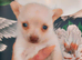 Chihuahua available to leave 10th June