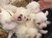Puppy&rsquo;s for sale