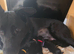 Black German Shepherd Puppies