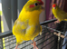 Kakarikis hand reared