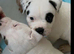 Thick pocket bully pups