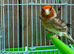 Goldfinch mule