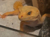 Female leopard gecko