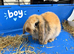 Ready Now! Gorgeous Mini Lop Babies!