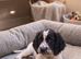 Cocker spaniel