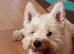 Stunning westiejack west Highland terrier x jack russell puppies