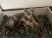 stunning 3/4 ragdoll kittens for 5 star homes