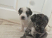 Jack Russell puppies for sale