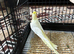 A nice pair lutino for sell