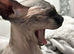 Tica registered Entire Male spynx