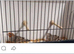 Red headed finches