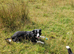 Black and White Bitch Collie 9 weeks