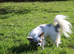 Long haired Merle & White Chihuahua FOR STUD