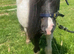 Beautiful Piebald Shetland Companion Mare