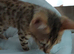Urgent rehome