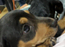 2 female black tan dachshund for sale