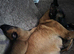 BELGIAN MALINOIS PUPPIES FOR SALE