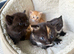 5 Gorgeous BSH x Scottish Straight Kittens