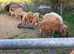 Royal golden guernsey male.3 years old.