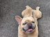 French bulldog