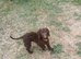 Beautiful Chocolate Brown Cockapoo Puppy
