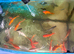 A selection of Gold Fish for sale