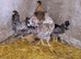 *REDUCED* Crested Cream Legbars